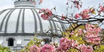 *Los guayacanes de septiembre: una nostalgia payanesa*