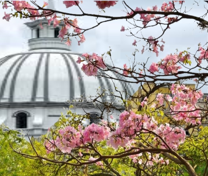 *Los guayacanes de septiembre: una nostalgia payanesa*