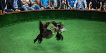 La controversia: Tradición vs. Bienestar animal