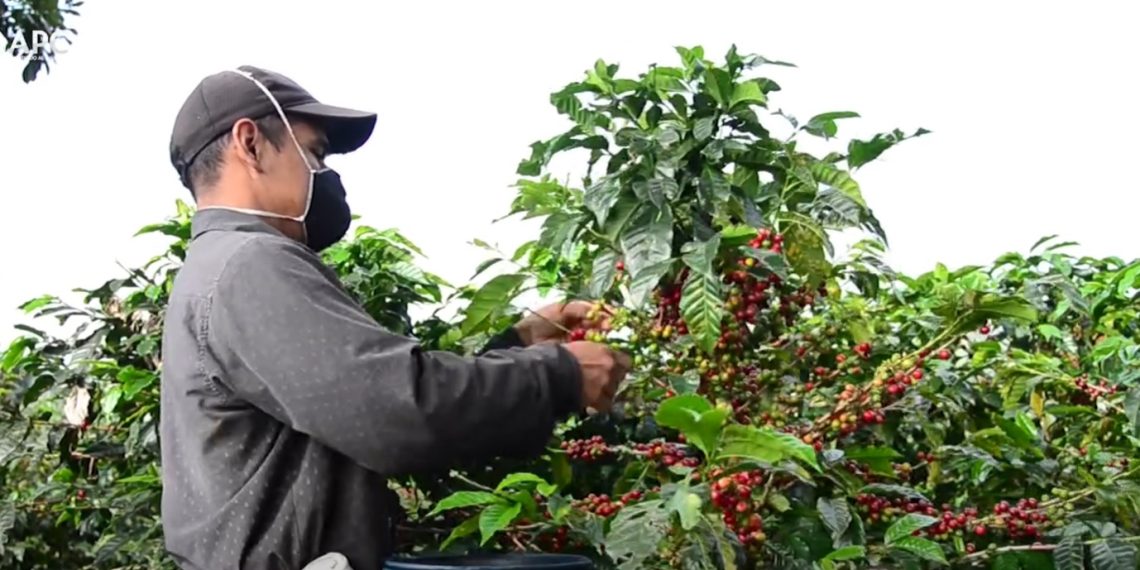 El Cauca florece desde Argelia: Oportunidad, Paz y Sostenibilidad en el Agro