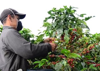 El Cauca florece desde Argelia: Oportunidad, Paz y Sostenibilidad en el Agro