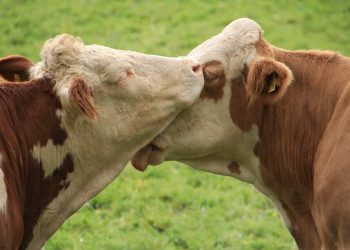 Entre Shanghái y “Una vaca por la paz”