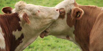 Entre Shanghái y “Una vaca por la paz”