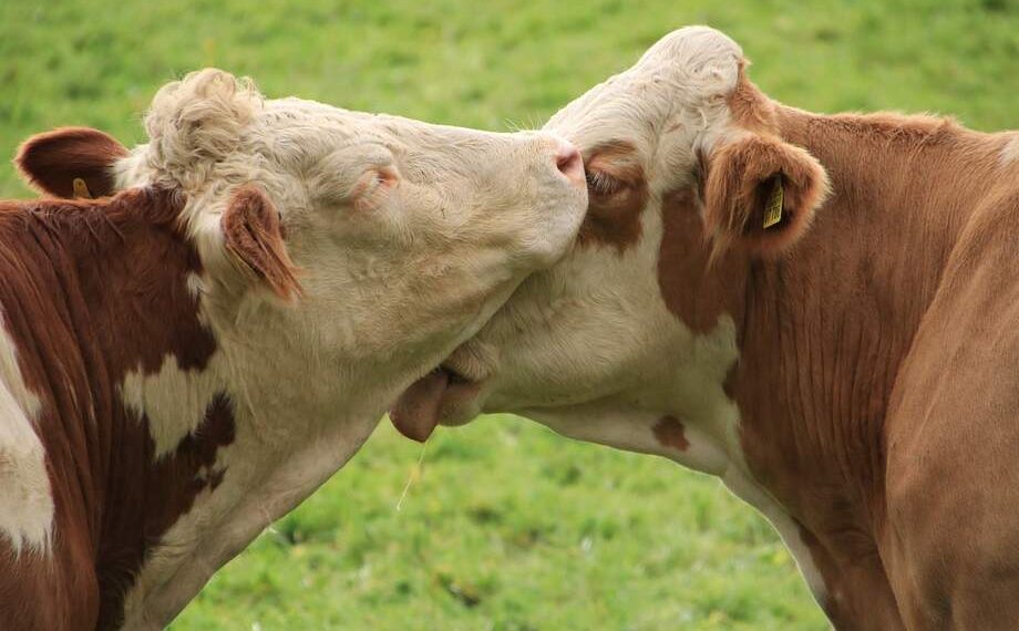 Entre Shanghái y “Una vaca por la paz”