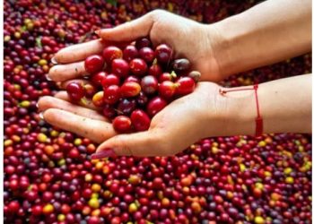 El Café: Motor Inesperado del Crecimiento Colombiano