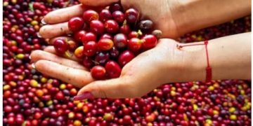 El Café: Motor Inesperado del Crecimiento Colombiano