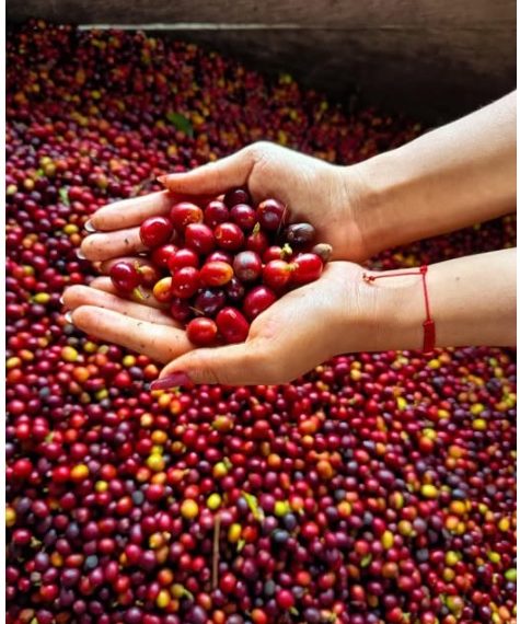 El Café: Motor Inesperado del Crecimiento Colombiano