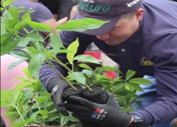 Sembrando un Futuro Más Verde: La Sostenibilidad Florece en el Cauca Cafetero