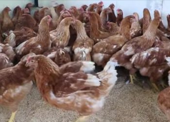 El Impacto de un Kit Pecuario: Educación Práctica y Seguridad Alimentaria en El Tambo