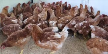 El Impacto de un Kit Pecuario: Educación Práctica y Seguridad Alimentaria en El Tambo