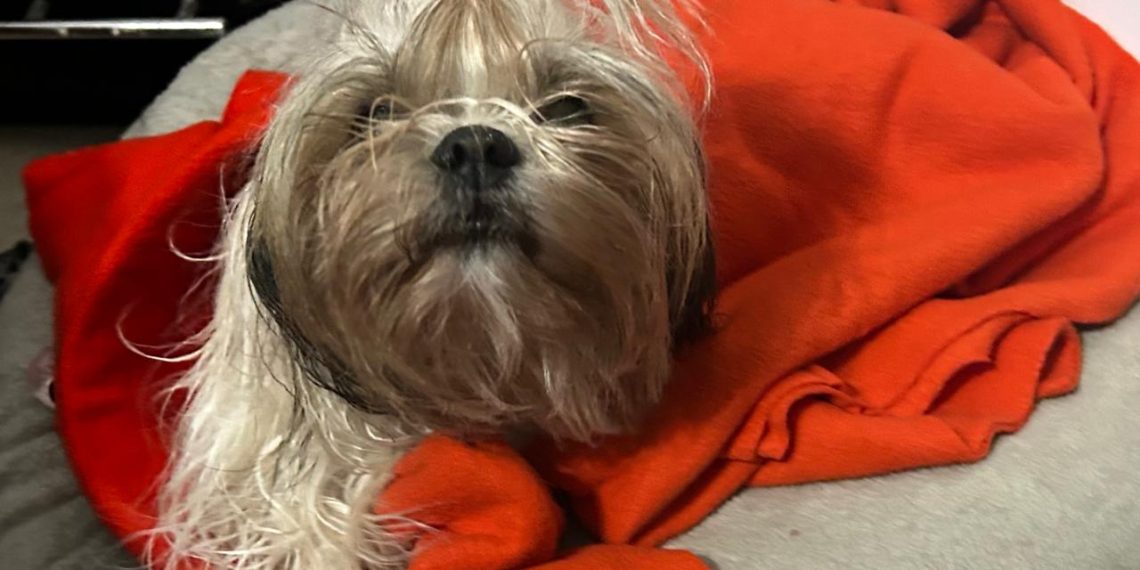 *¿Pulgas, Votos o Camisas de Fuerza? El Nuevo Bestiario del Parque Caldas*