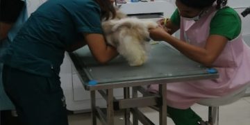 El Duelo en la Oficina: Cuando la Ley Reconoce al “Hijo de Cuatro Patas”