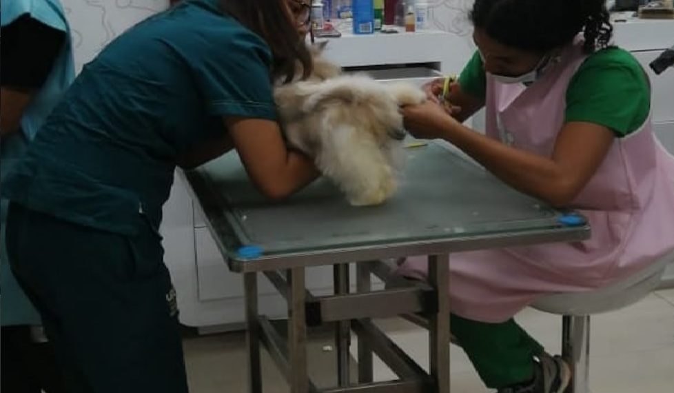 El Duelo en la Oficina: Cuando la Ley Reconoce al “Hijo de Cuatro Patas”