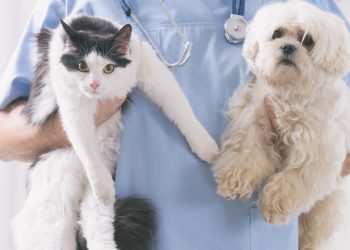 Esterilización en Colombia: Del activismo a la política pública técnica