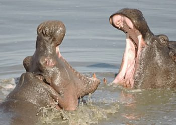 El Legado Pesado: Hipopótamos en Barrancabermeja