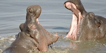 El Legado Pesado: Hipopótamos en Barrancabermeja