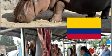 El plato prohibido del Magdalena Medio: ¿Solución o imprudencia?