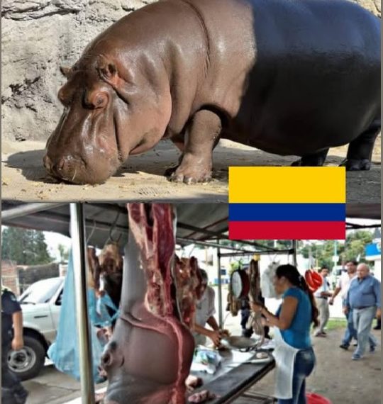 El plato prohibido del Magdalena Medio: ¿Solución o imprudencia?